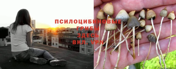 PSILOCYBIN Ступино